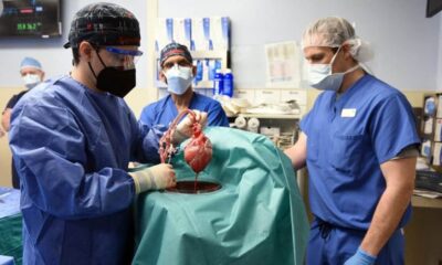 opération de transplantation d'un cœur de porc