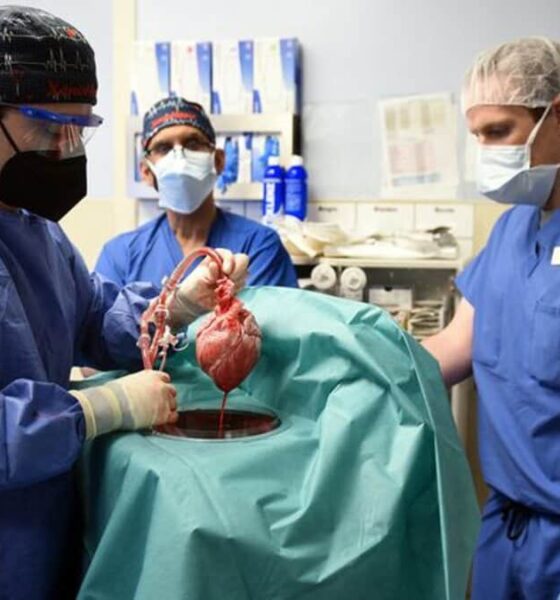 opération de transplantation d'un cœur de porc