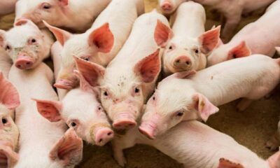 Dérivés de porc dans les produits de tous les jours