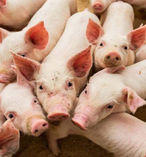 Dérivés de porc dans les produits de tous les jours