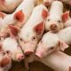 Dérivés de porc dans les produits de tous les jours