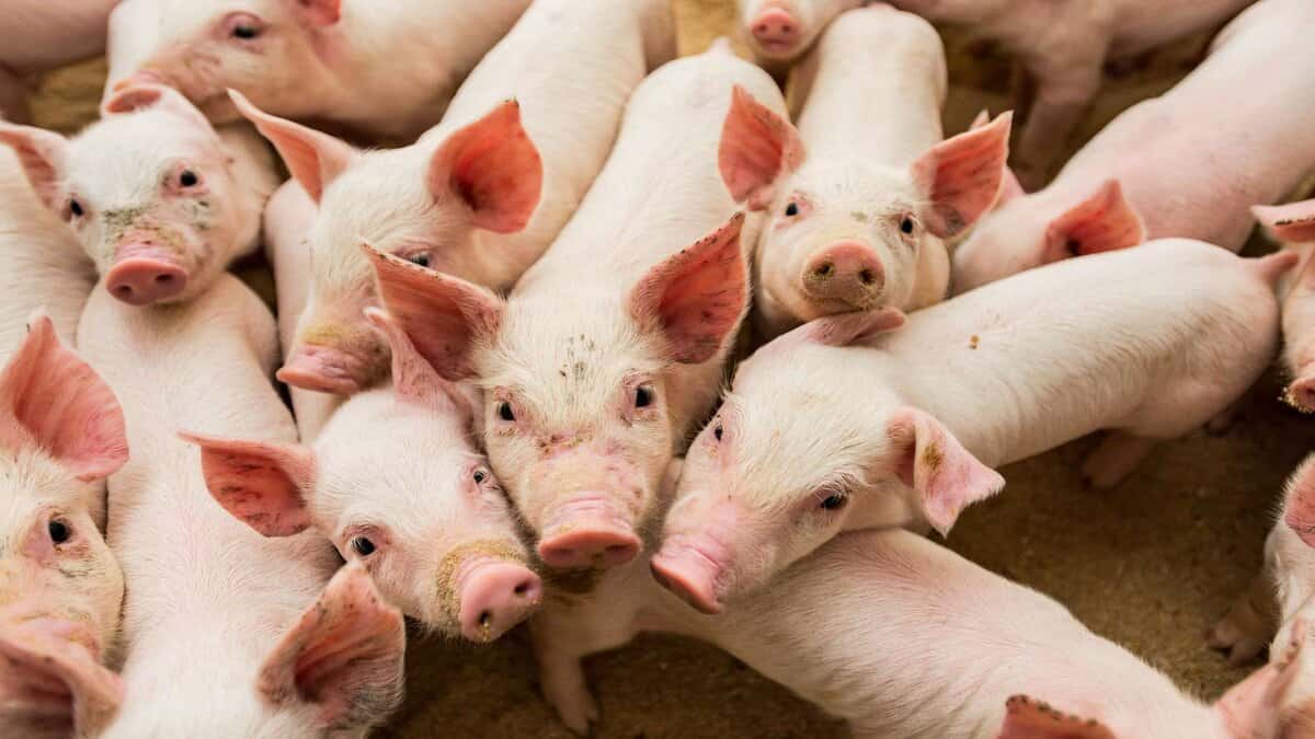 Dérivés de porc dans les produits de tous les jours